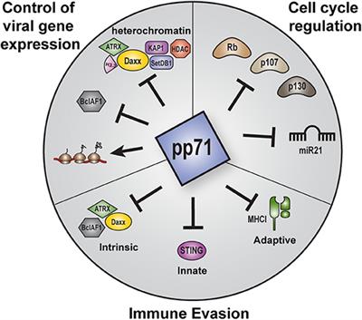 Expanding the Known Functional Repertoire of the Human Cytomegalovirus pp71 Protein